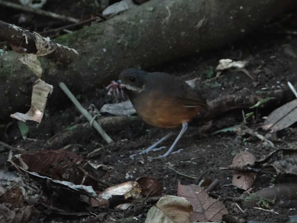 Moustached Antpitta - ML621129290