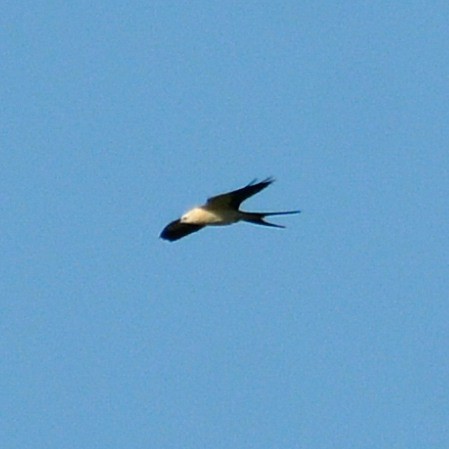 Swallow-tailed Kite - ML621129325