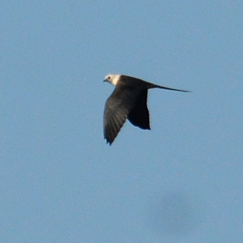 Swallow-tailed Kite - ML621129326