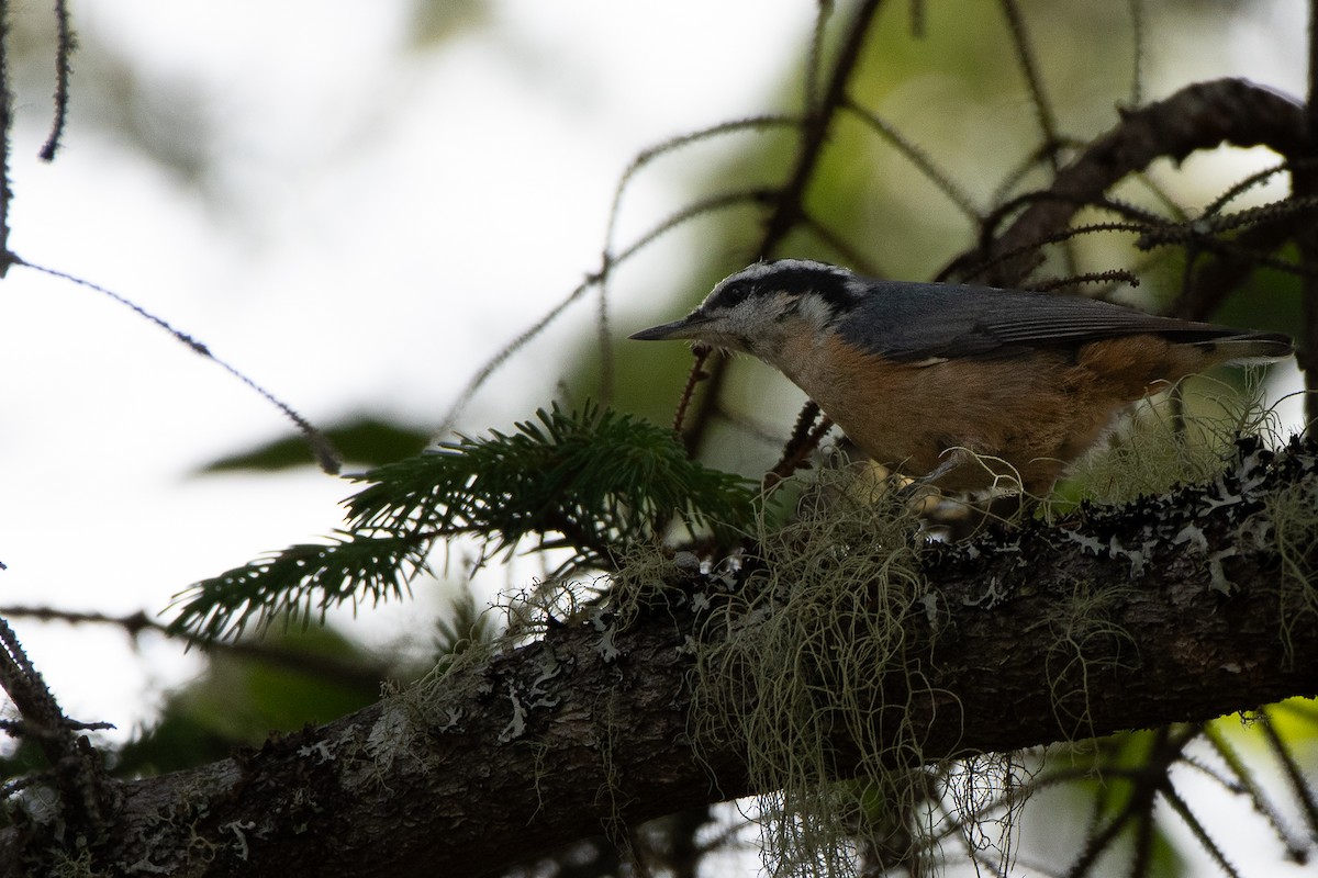 Red-breasted Nuthatch - ML621129352