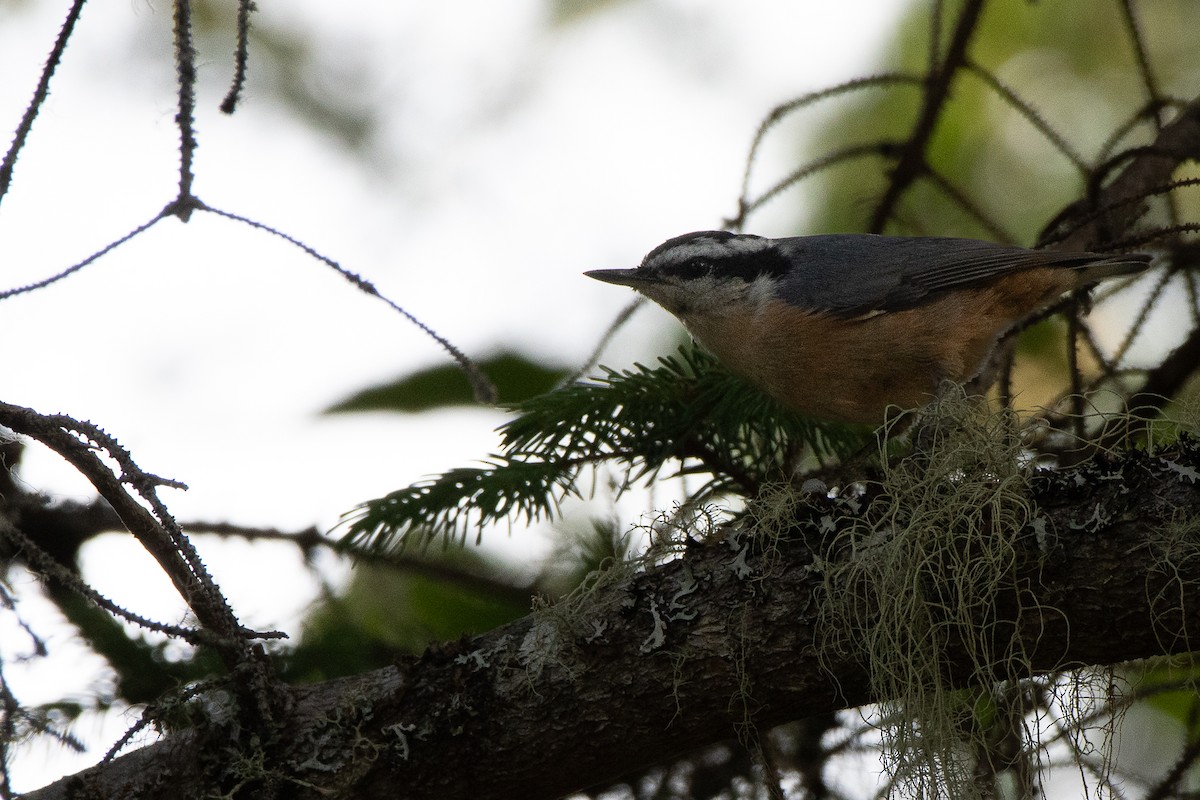 Red-breasted Nuthatch - ML621129355