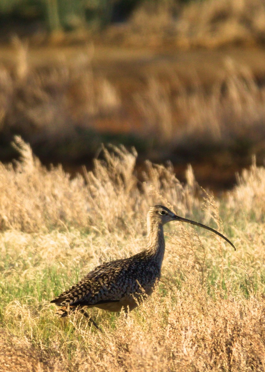 Long-billed Curlew - ML621129361