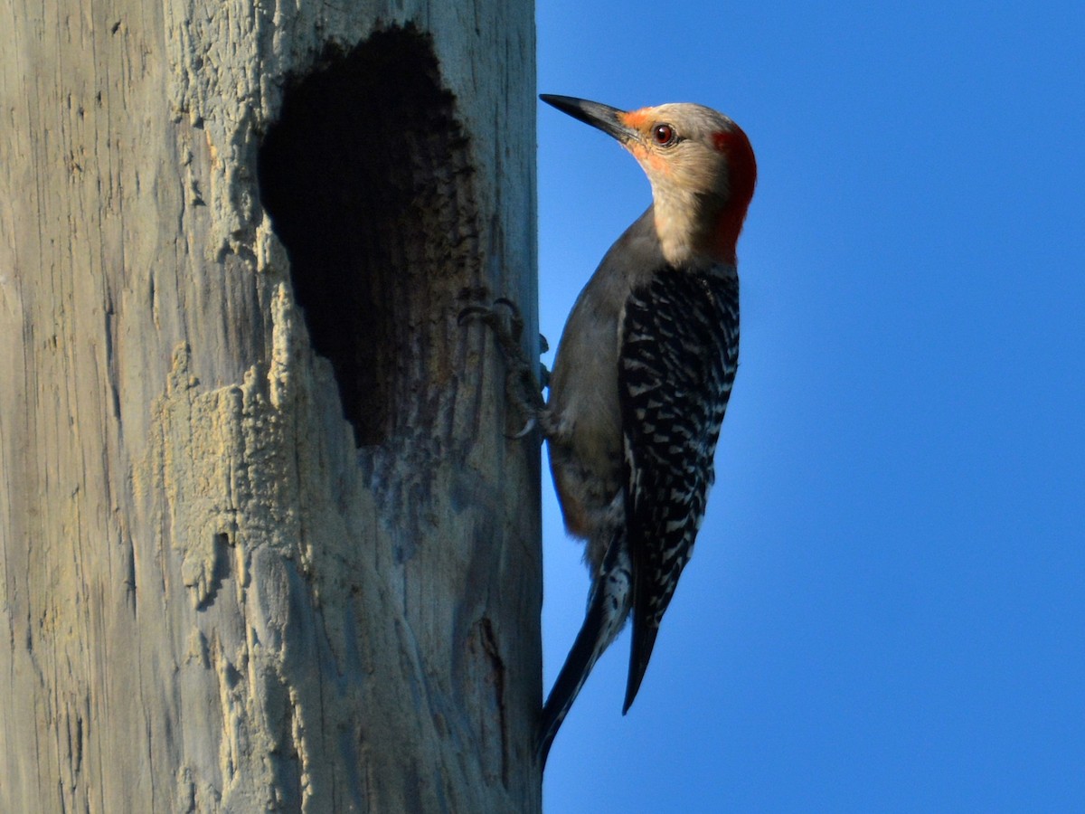 Red-bellied Woodpecker - ML621129394