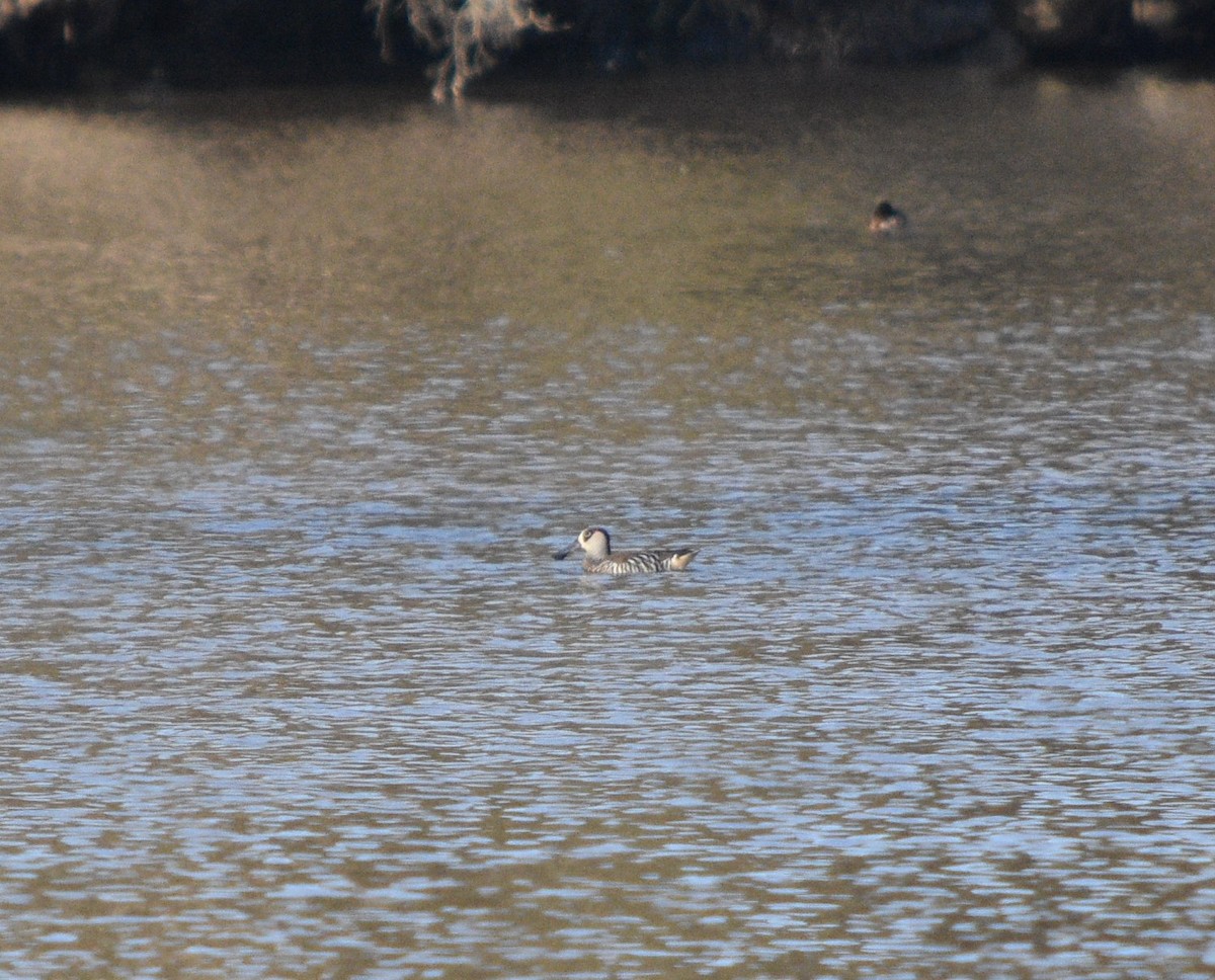 Pink-eared Duck - ML62112941