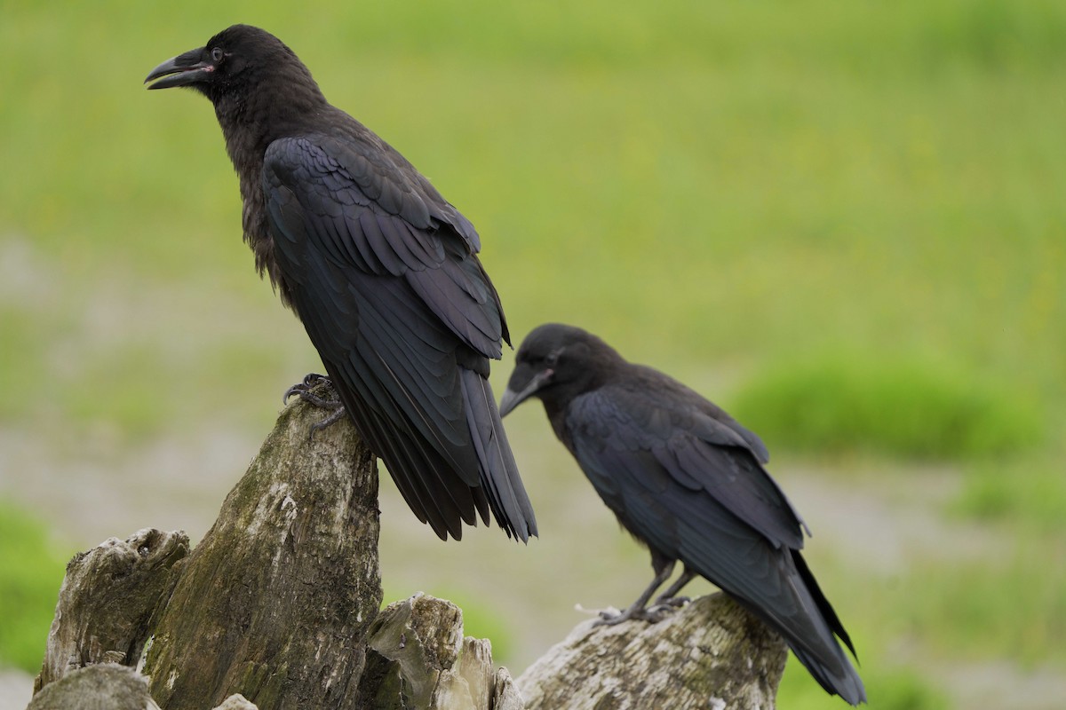 Common Raven - Judith Hayden