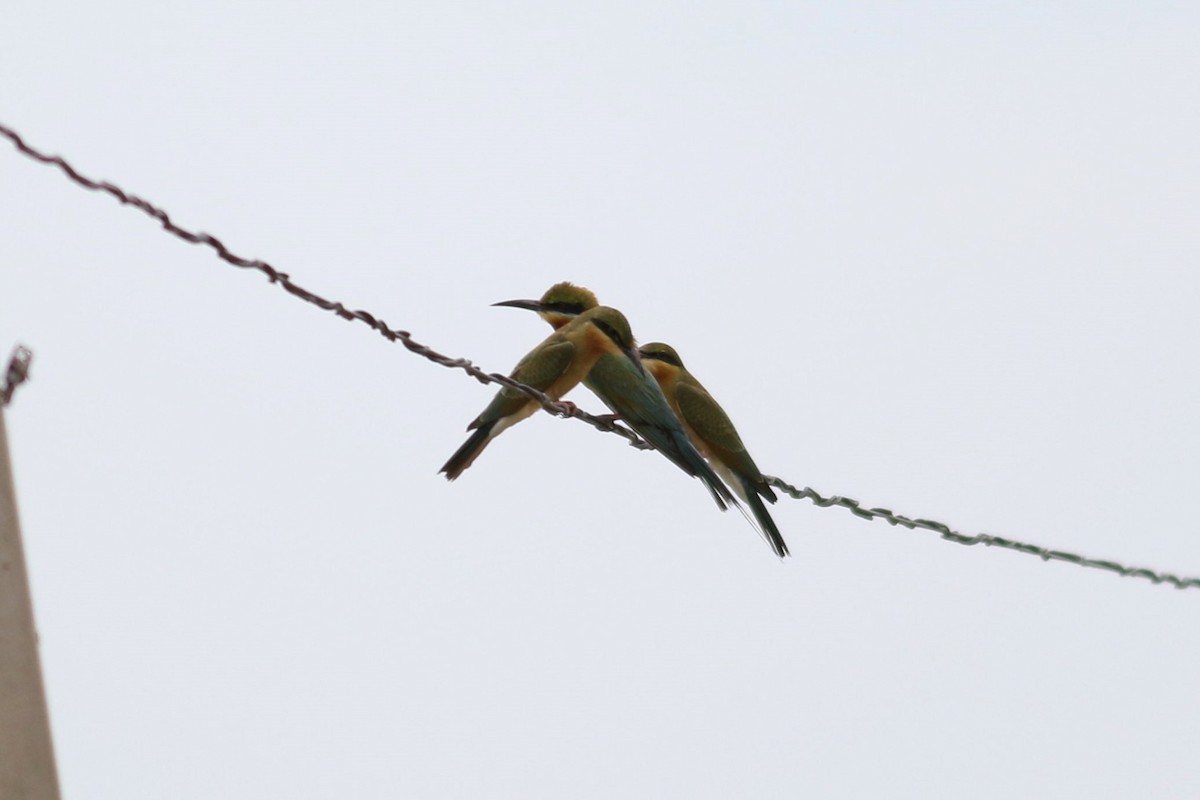 Blue-tailed Bee-eater - David Bailey