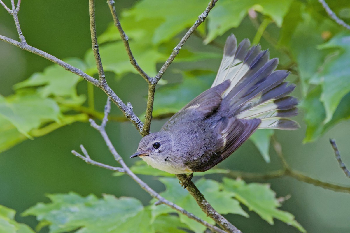 Rotschwanz-Waldsänger - ML621129438