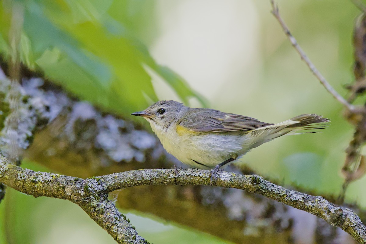 American Redstart - ML621129439