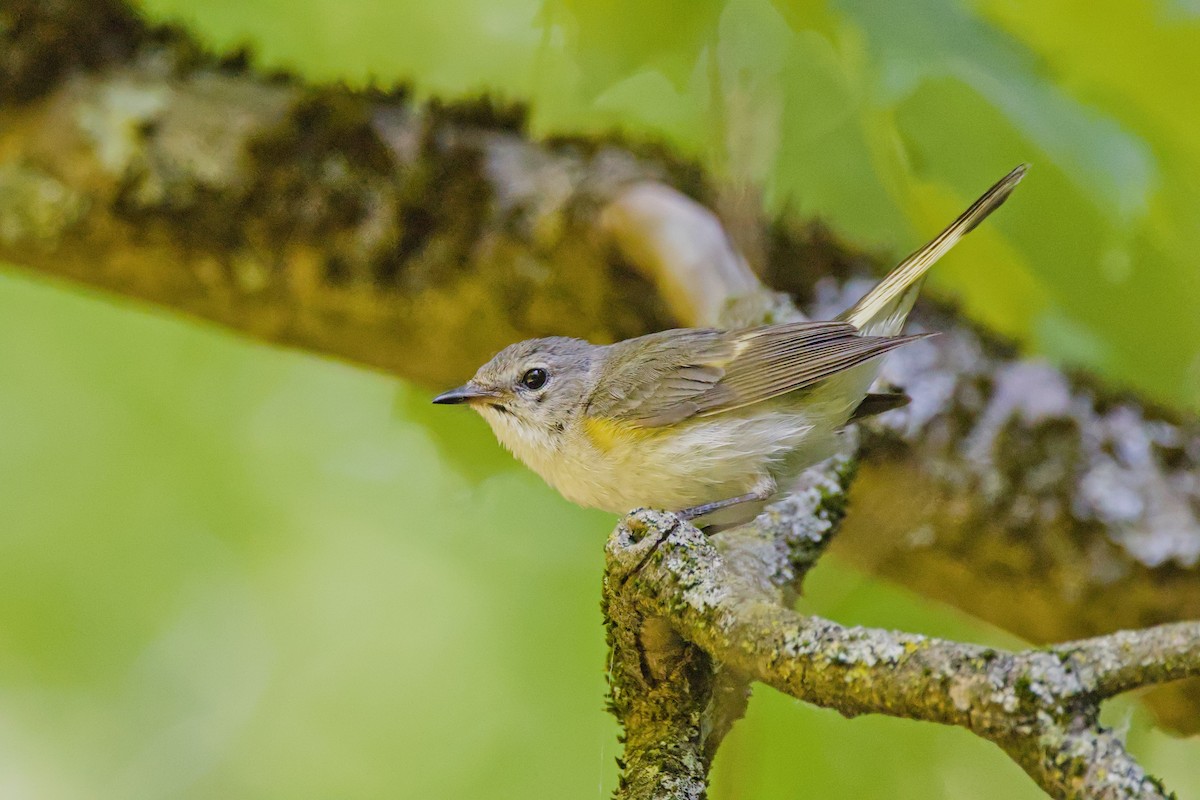 American Redstart - ML621129440