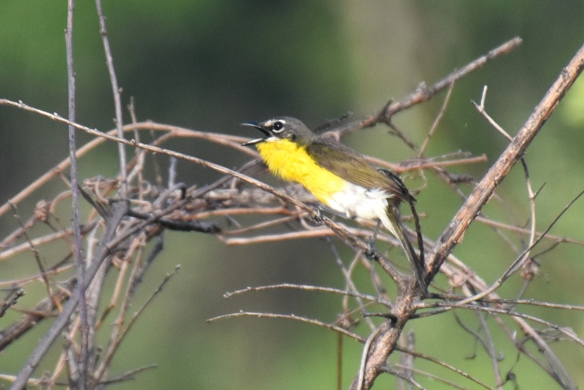 Yellow-breasted Chat - ML621129471