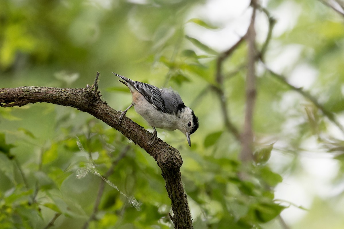 White-breasted Nuthatch - ML621129488