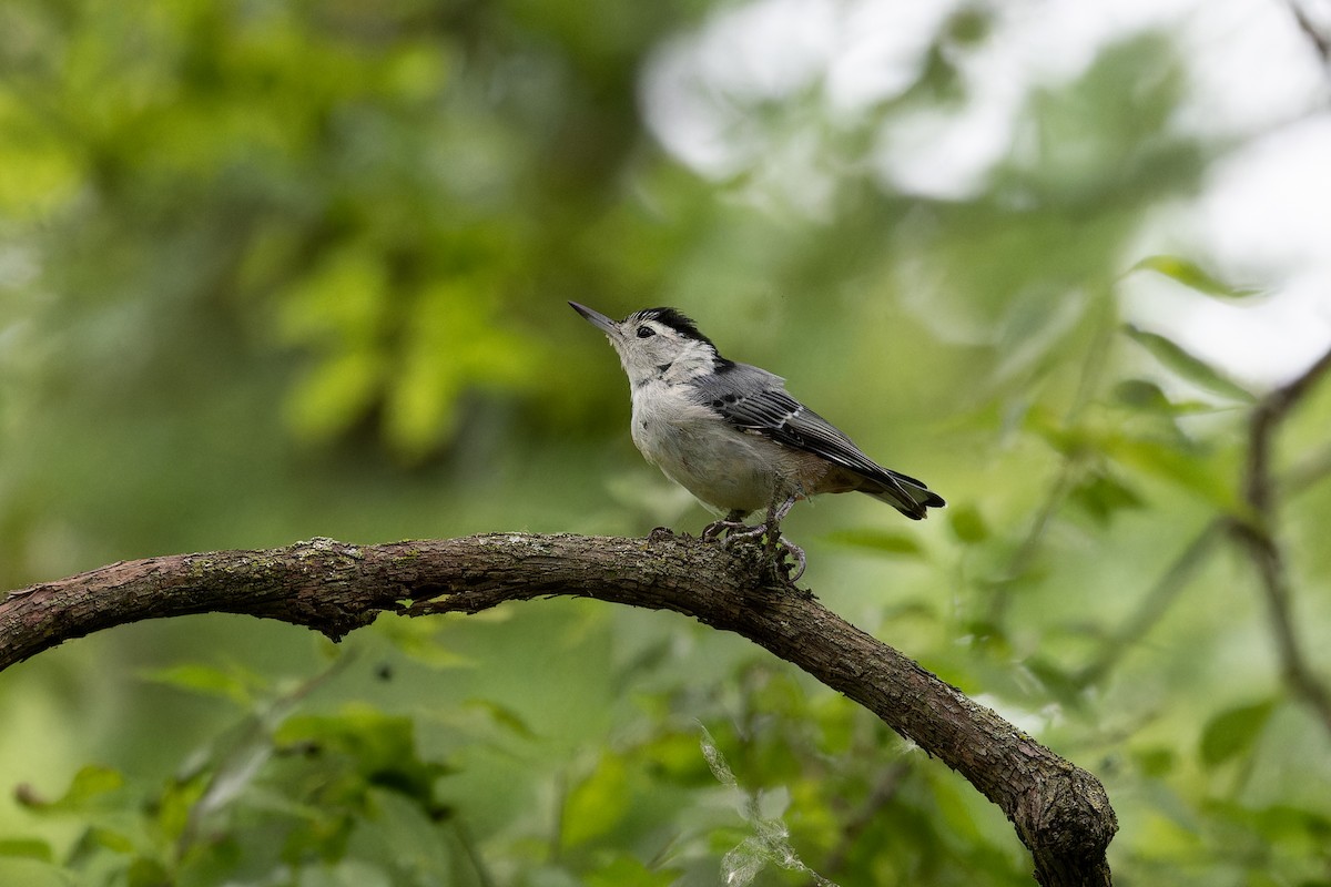 White-breasted Nuthatch - ML621129490