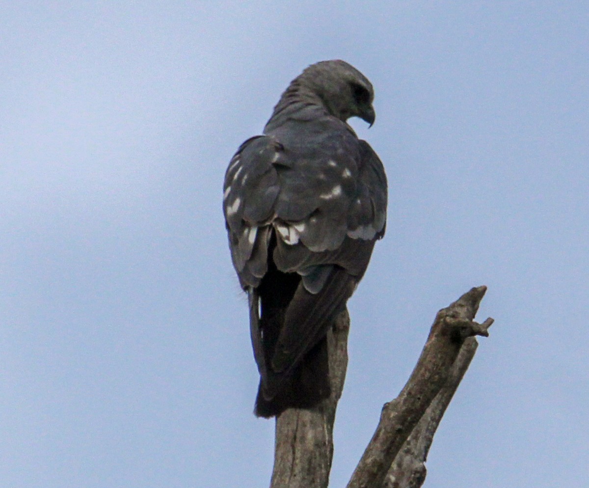 Mississippi Kite - Jeffrey McCrary