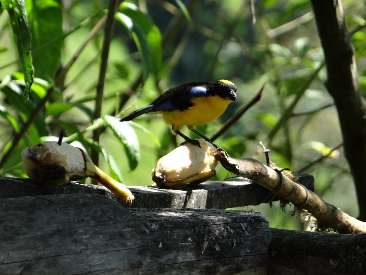 Blue-winged Mountain Tanager - ML621129526