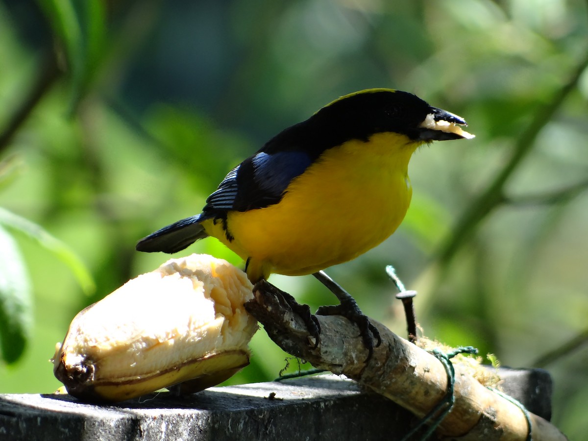 Blue-winged Mountain Tanager - Miguel Angel Benedicto