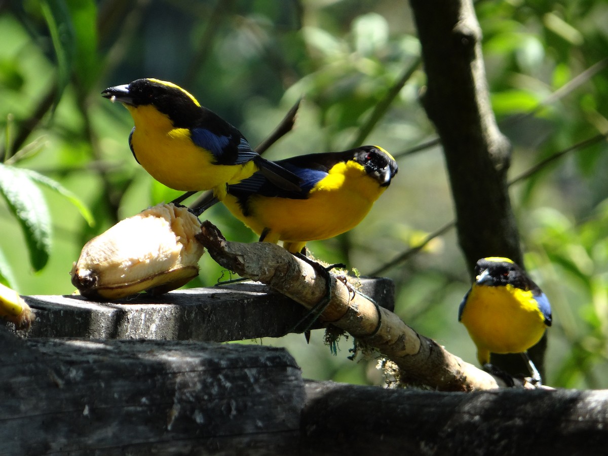 Blue-winged Mountain Tanager - ML621129531