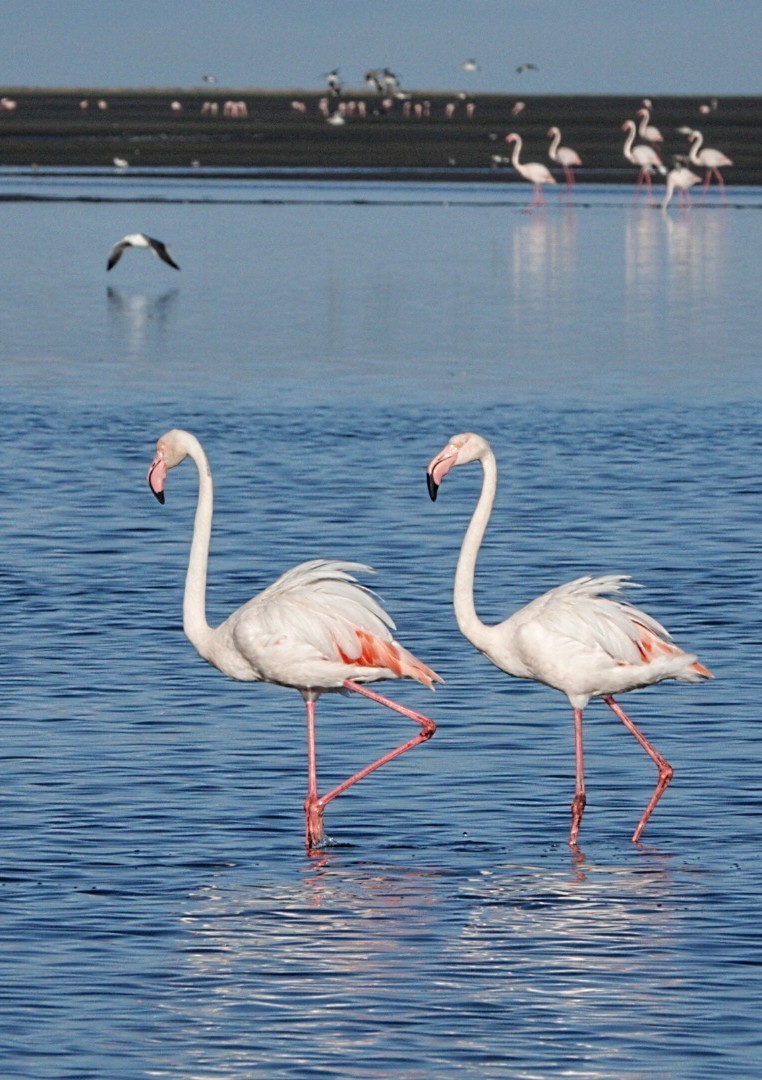 Greater Flamingo - ML621129533