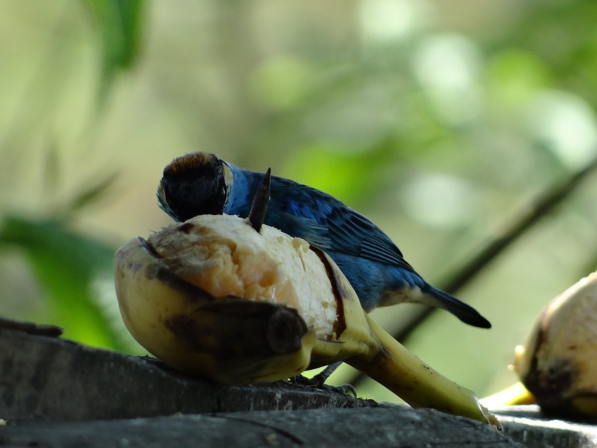 Golden-naped Tanager - ML621129570