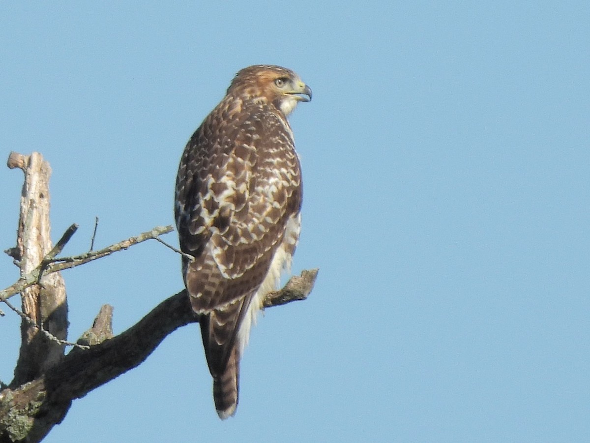 Red-tailed Hawk - Bill Nolting