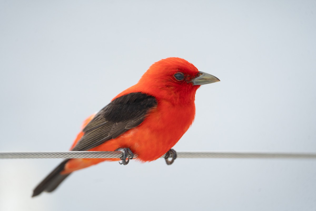 Scarlet Tanager - ML621129591