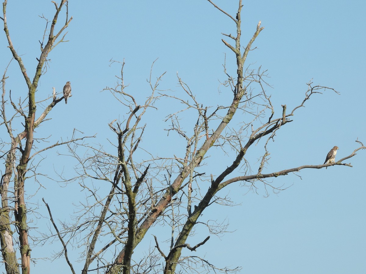 Red-tailed Hawk - ML621129596