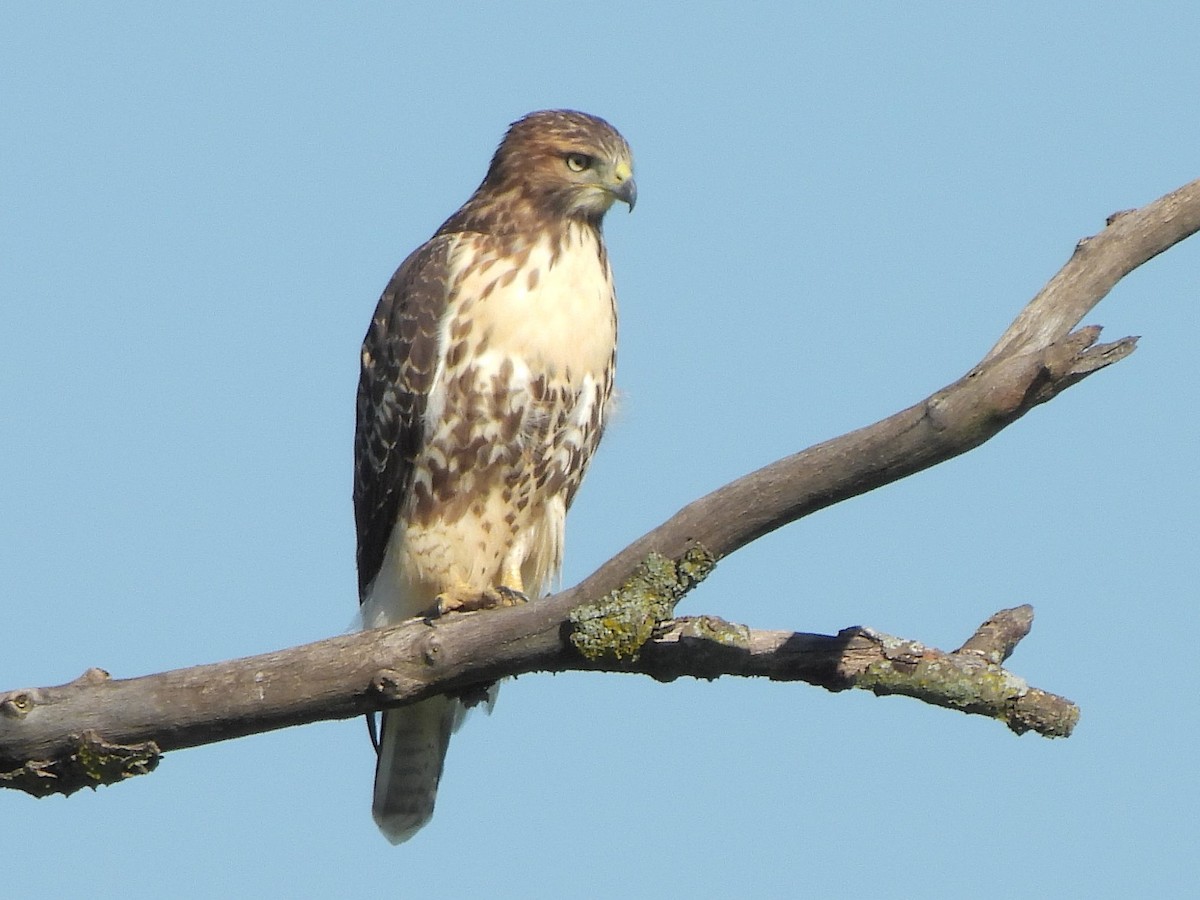 Red-tailed Hawk - ML621129599