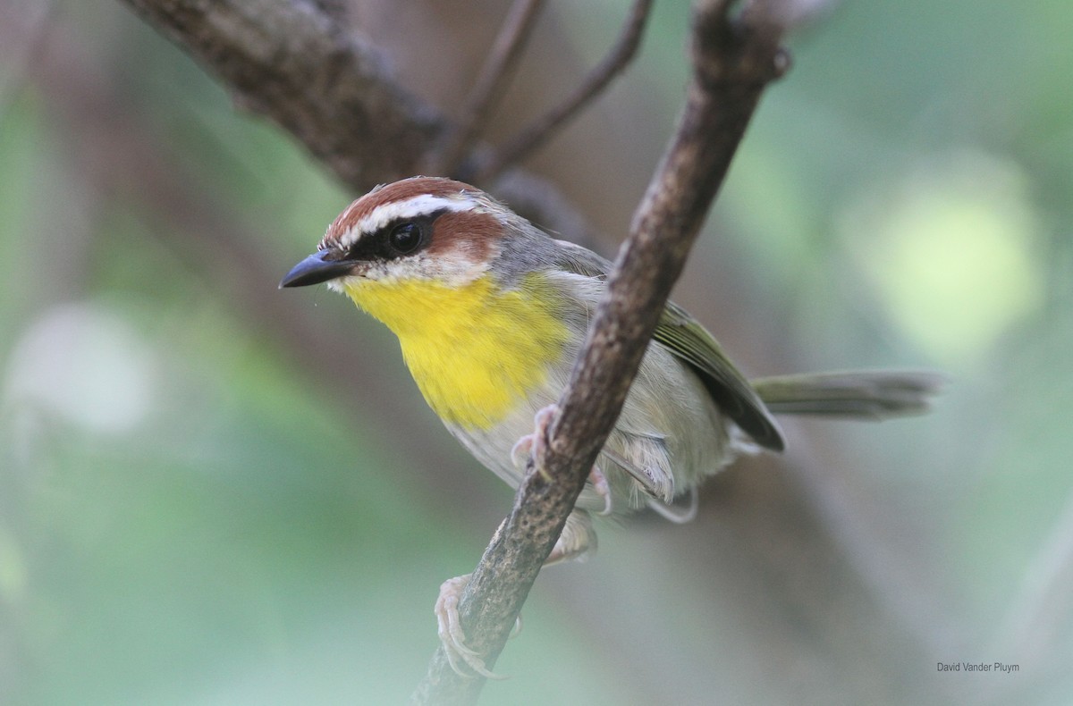 Rufous-capped Warbler - ML621129674