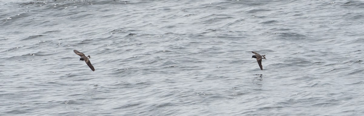 白腰叉尾海燕 - ML621129677