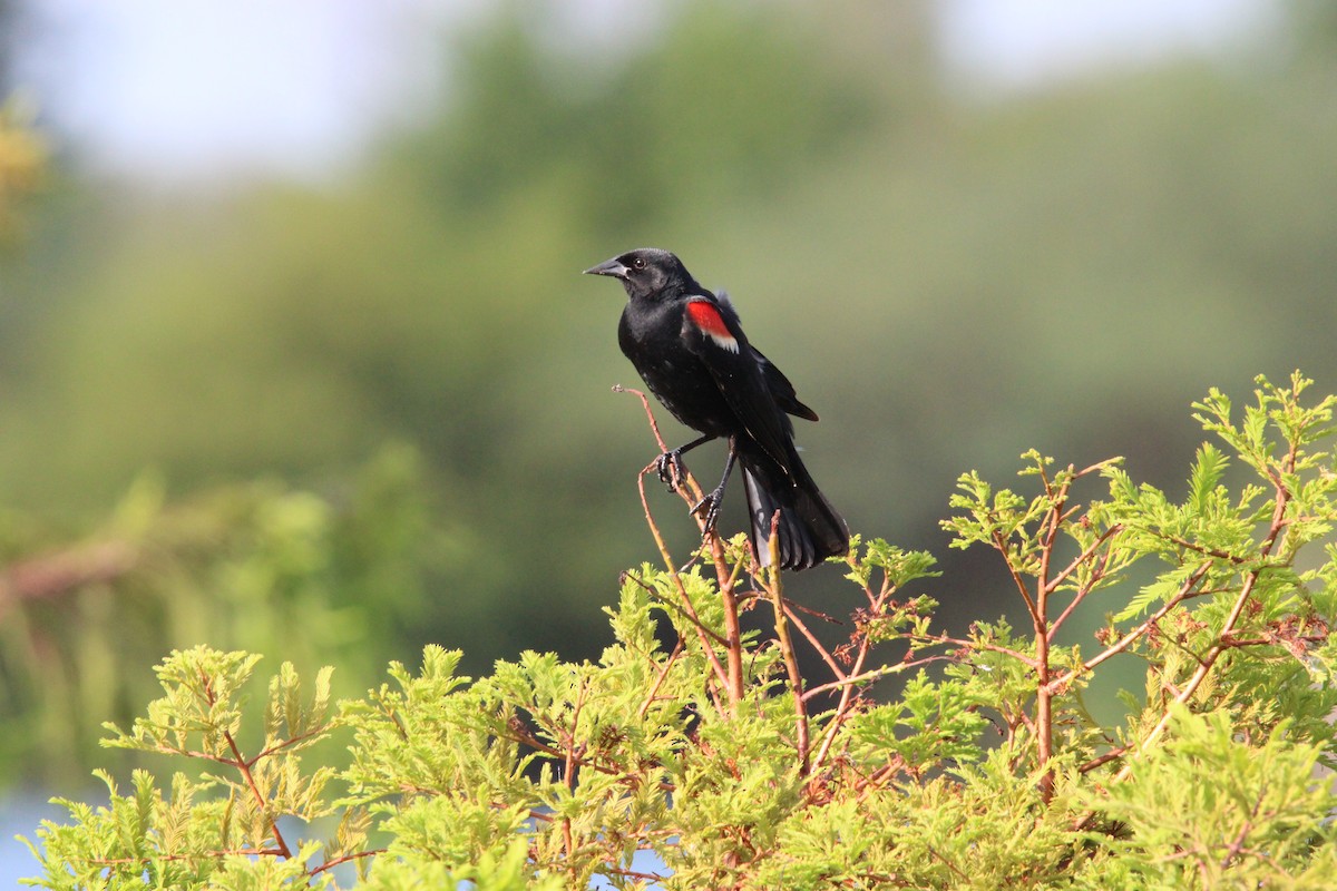 Red-winged Blackbird - ML621129682