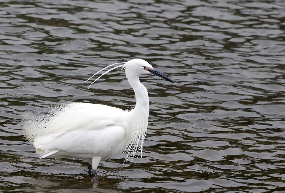 Little Egret - ML621129703