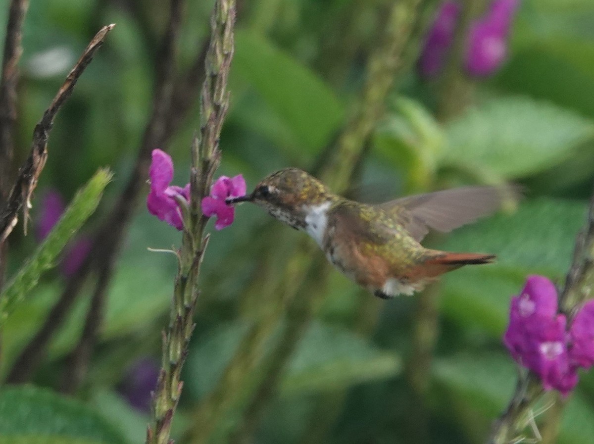 Scintillant Hummingbird - ML621129707