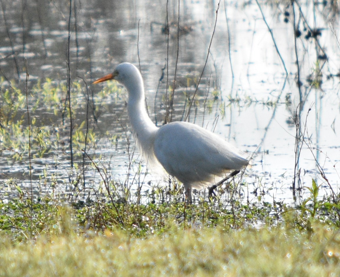 Plumed Egret - ML62112971