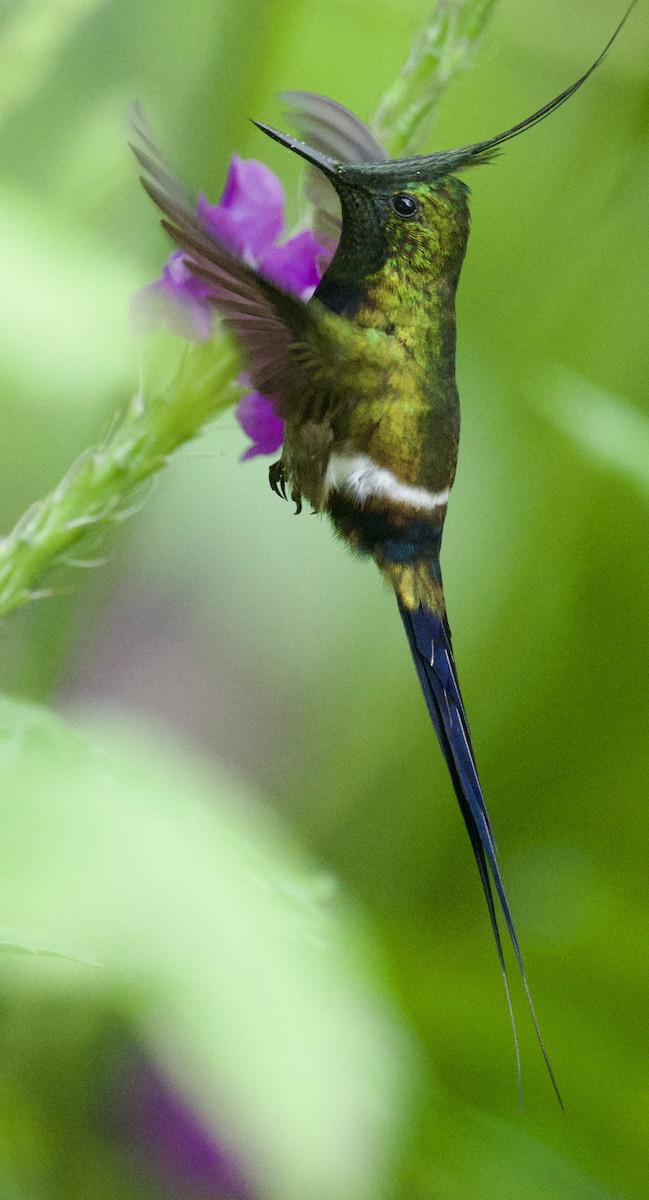Wire-crested Thorntail - William Orellana (Beaks and Peaks)