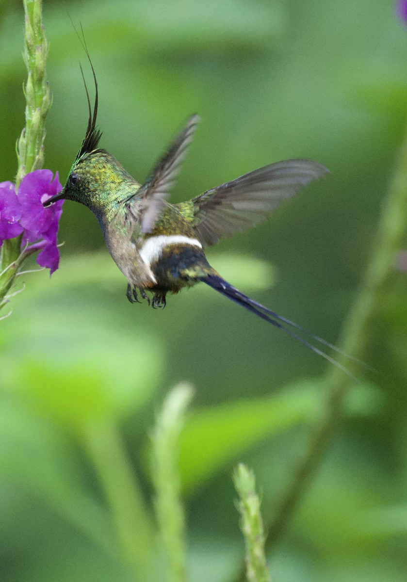 kolibřík ostrochocholatý - ML621129717