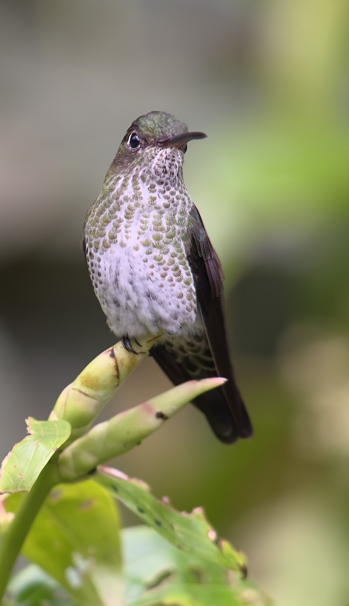 Many-spotted Hummingbird - ML621129722