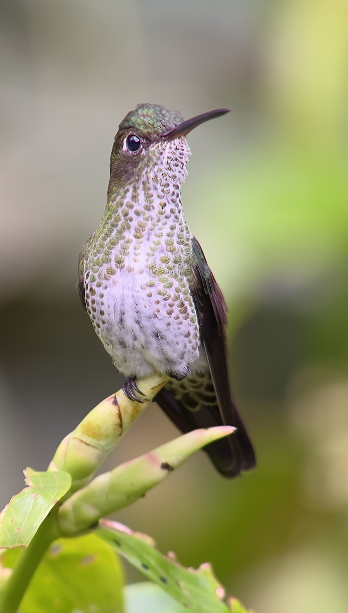 Many-spotted Hummingbird - ML621129723