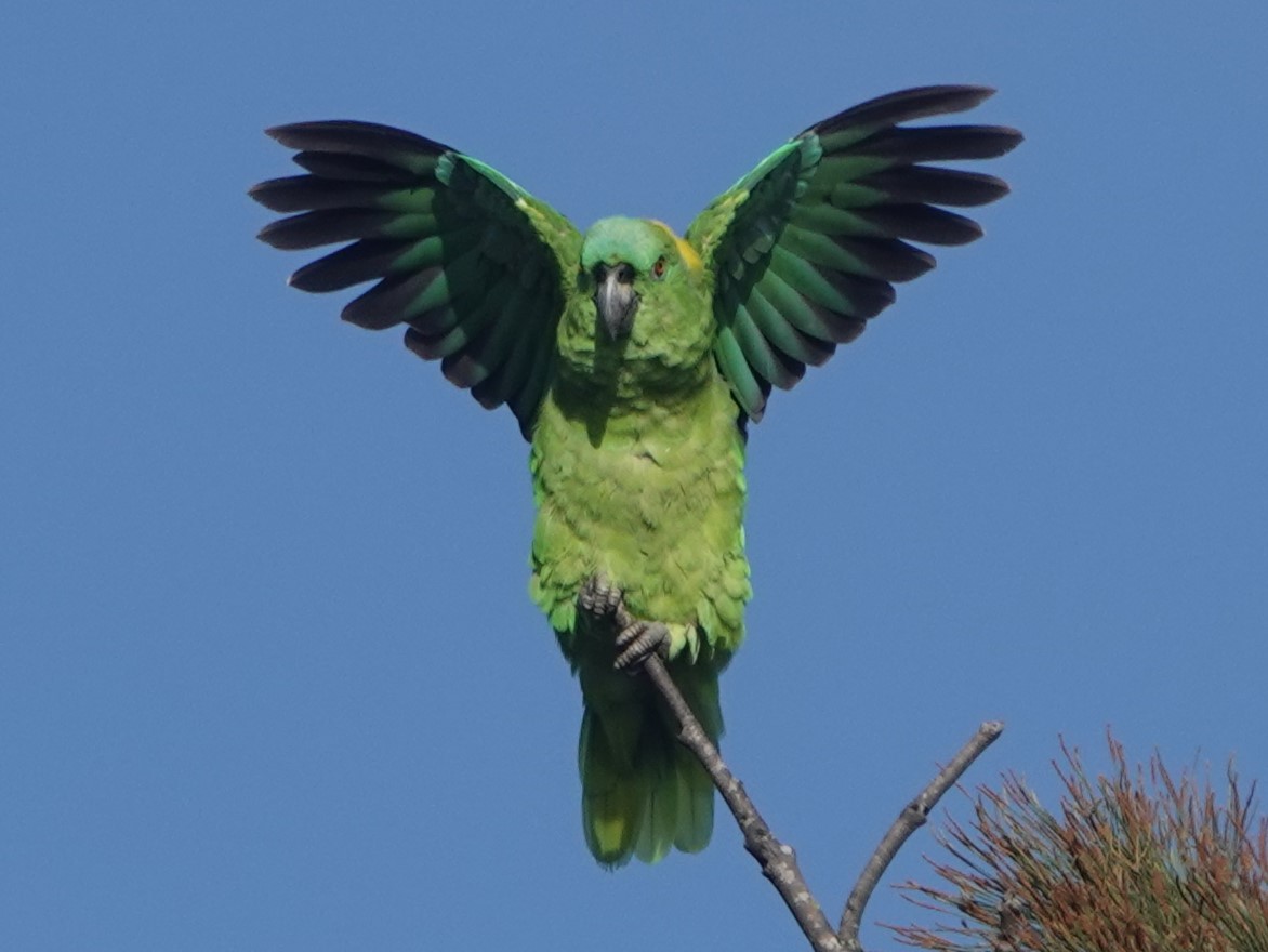 Yellow-naped Parrot - Bruce Young