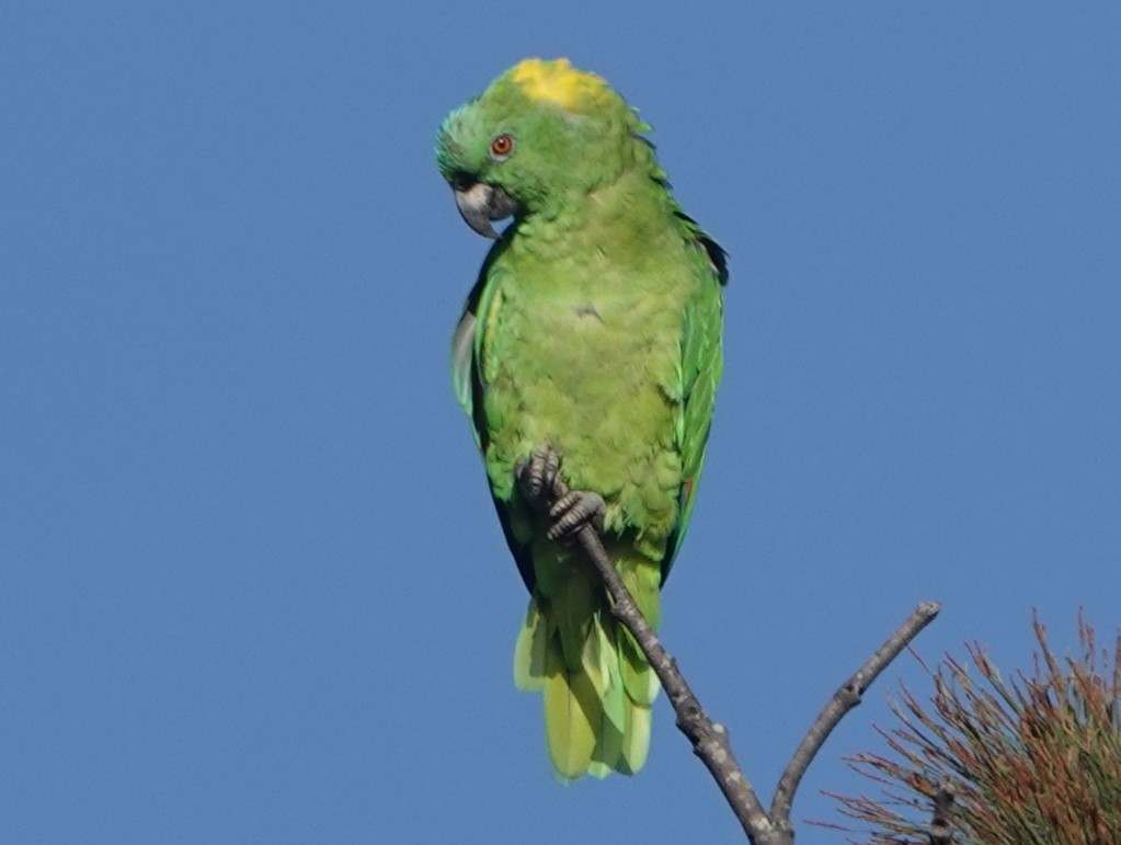 Yellow-naped Parrot - ML621129725