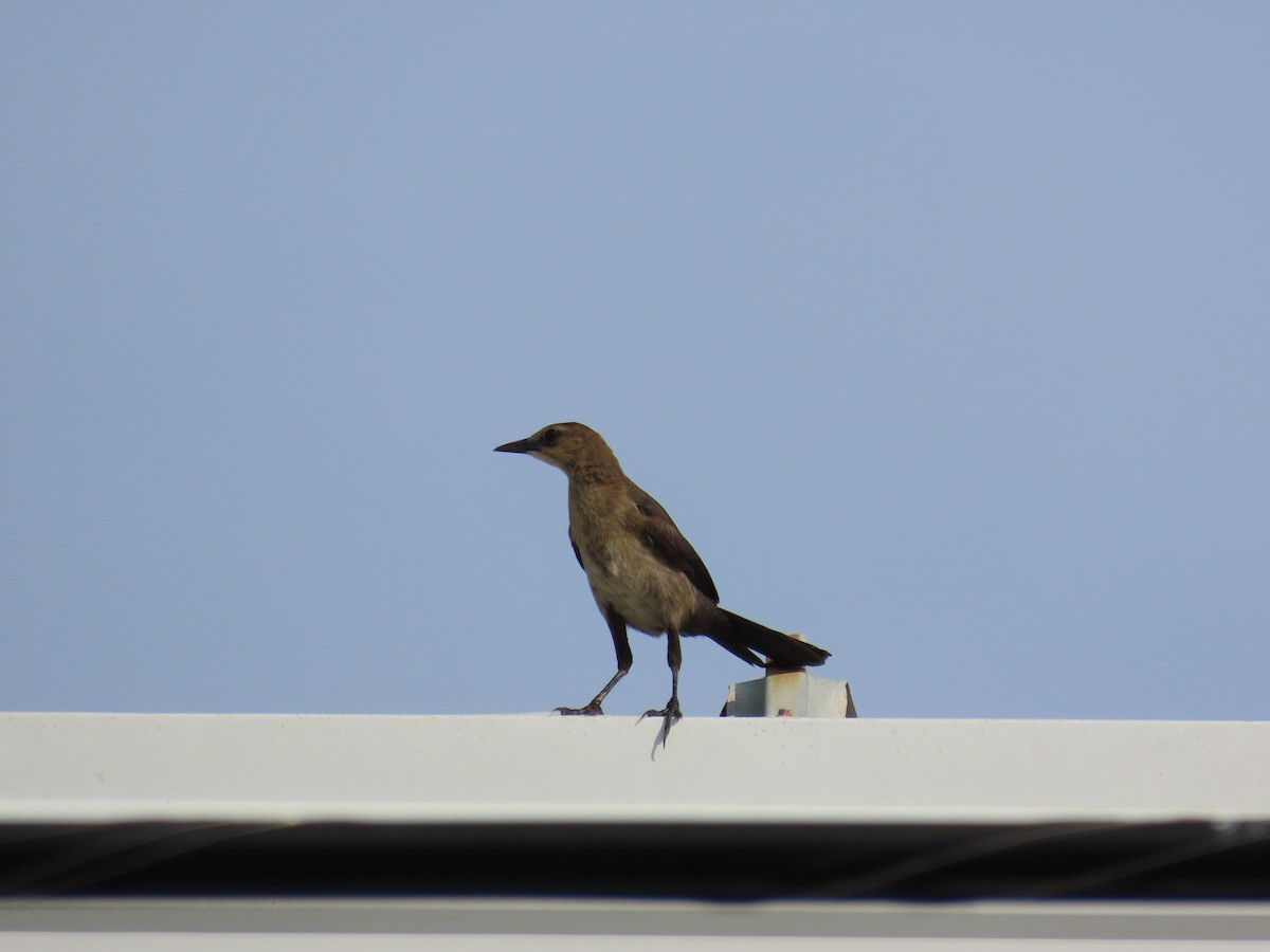 Boat-tailed Grackle - ML621129738