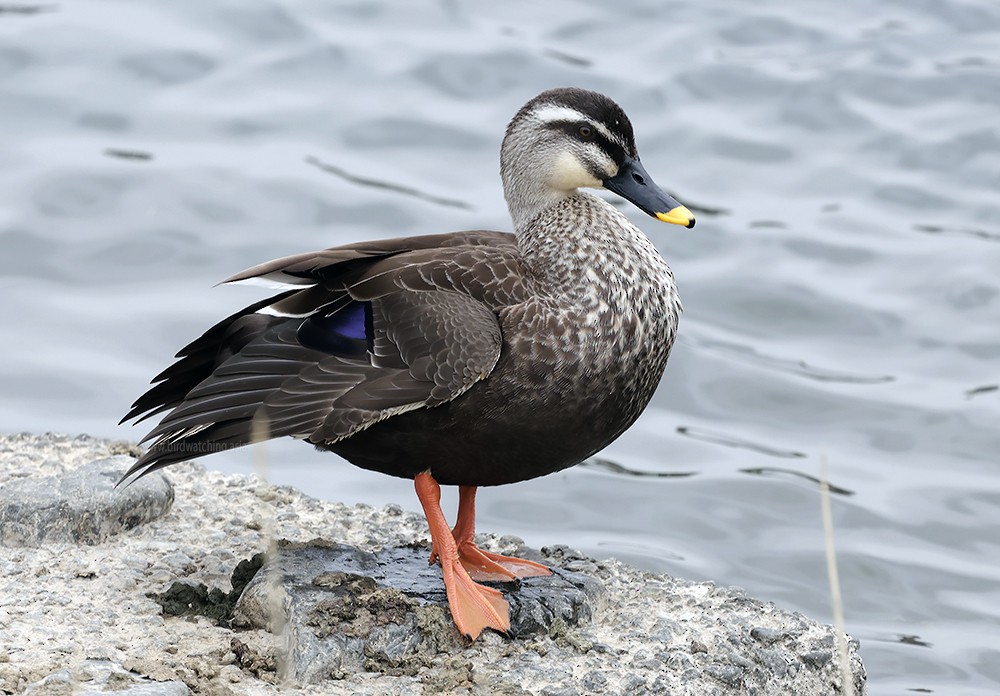 Eastern Spot-billed Duck - ML621129758