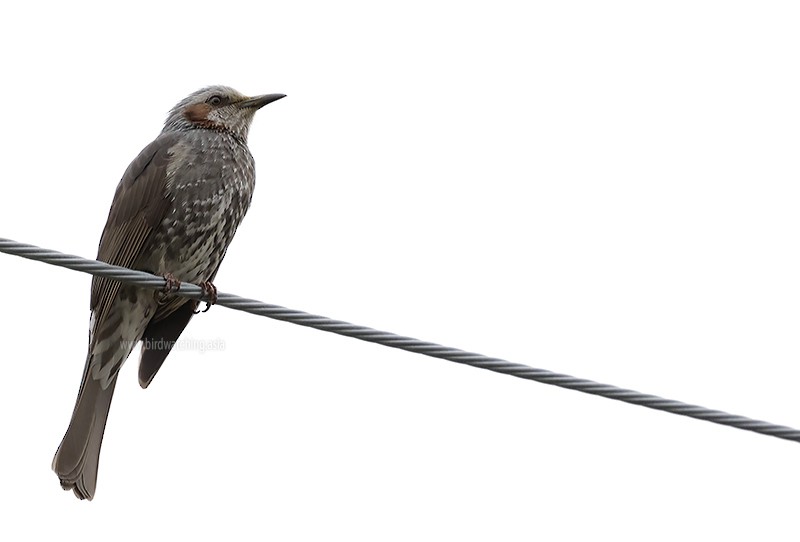 Brown-eared Bulbul - ML621129765