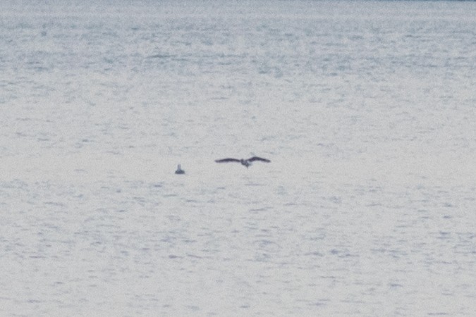 Franklin's Gull - ML621129773