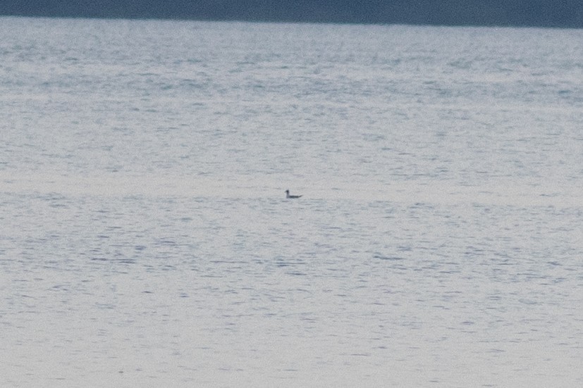 Franklin's Gull - ML621129774