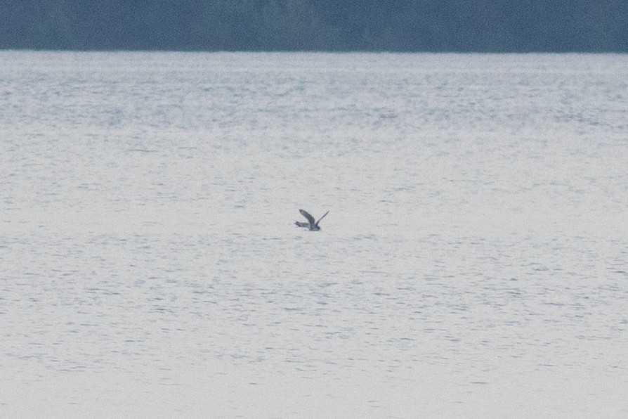 Franklin's Gull - ML621129775