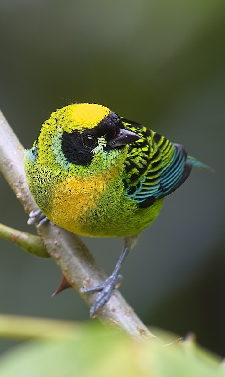 Green-and-gold Tanager - ML621129783