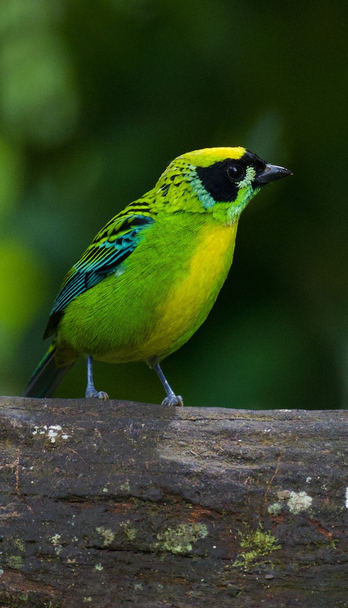 Green-and-gold Tanager - ML621129784