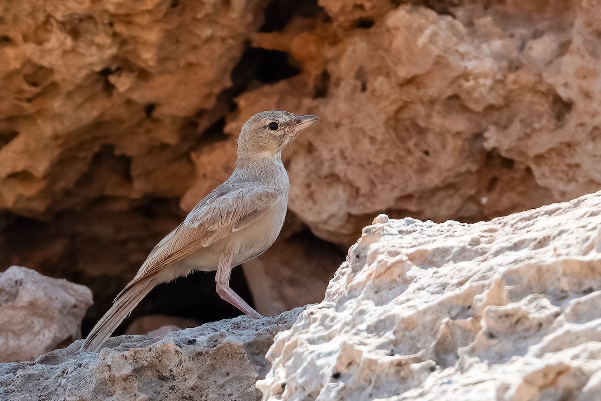 Desert Lark - ML621129806