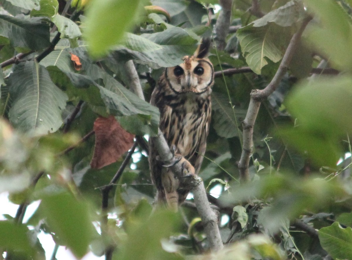 Striped Owl - ML621129810