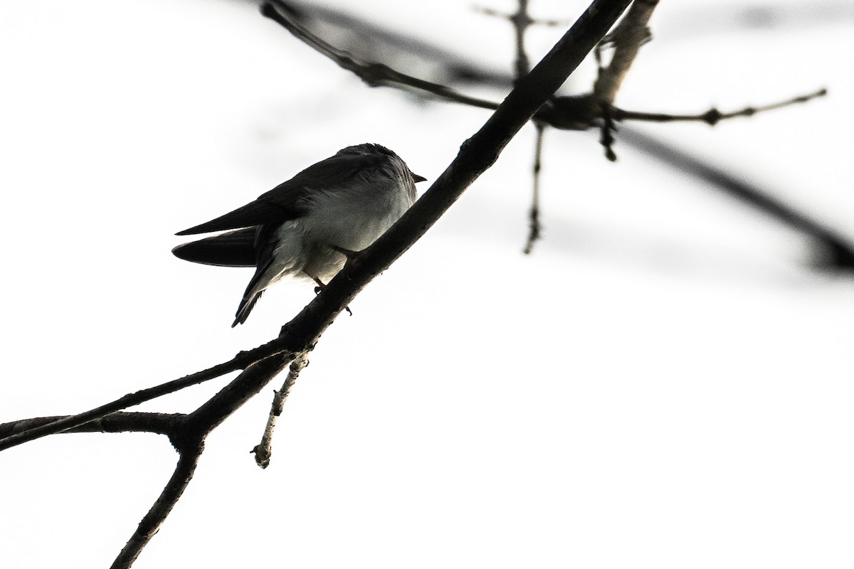 Tree Swallow - ML621129822