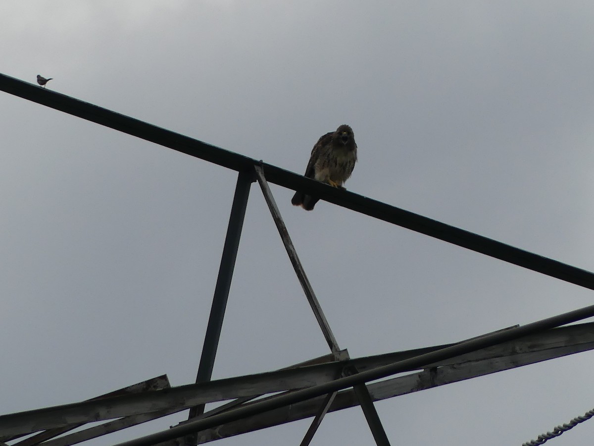 Red-tailed Hawk - ML621129858